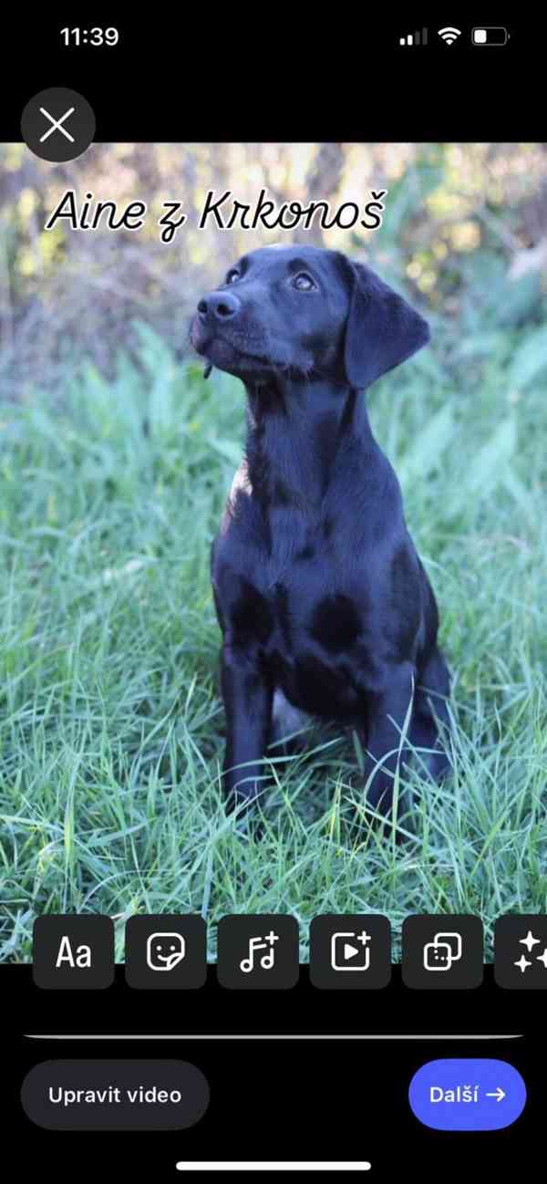 Labrador retrívr trial linie - foto 22