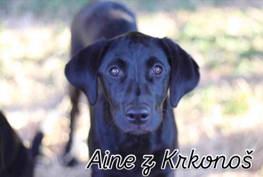 Labrador retrívr trial linie - foto 15