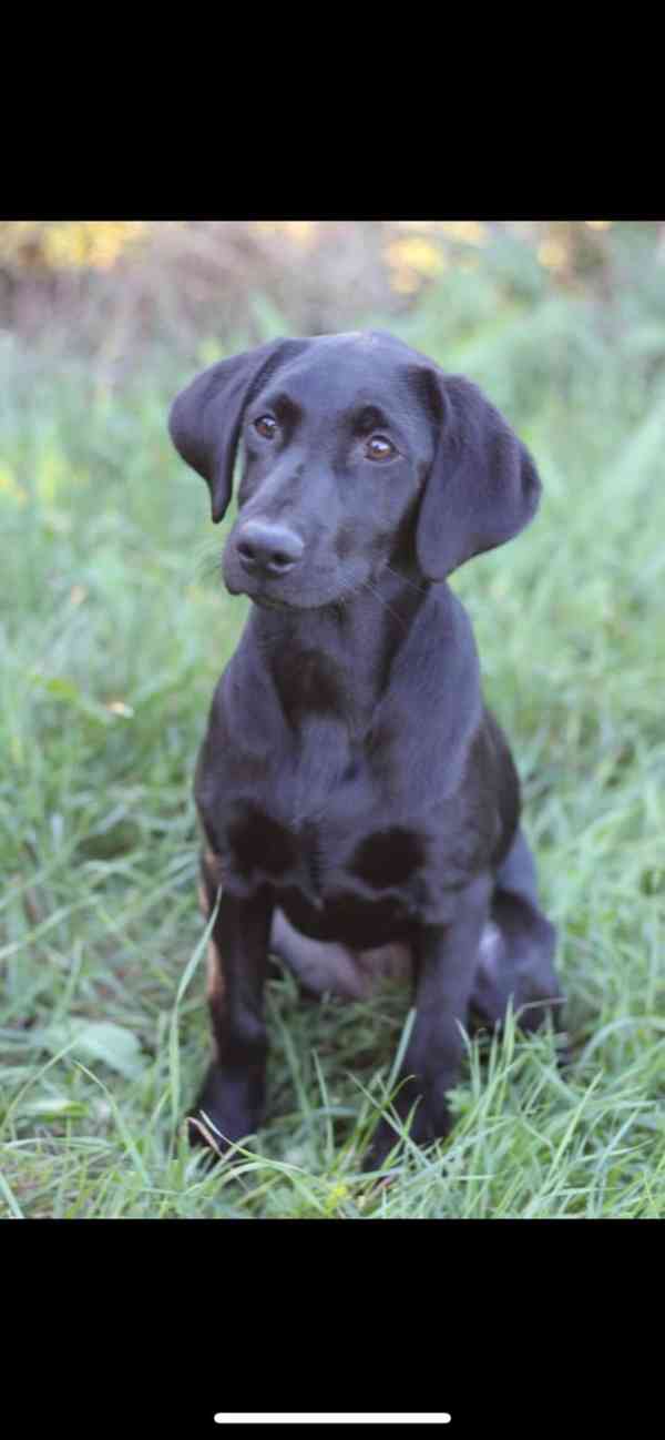 Labrador retrívr trial linie - foto 13