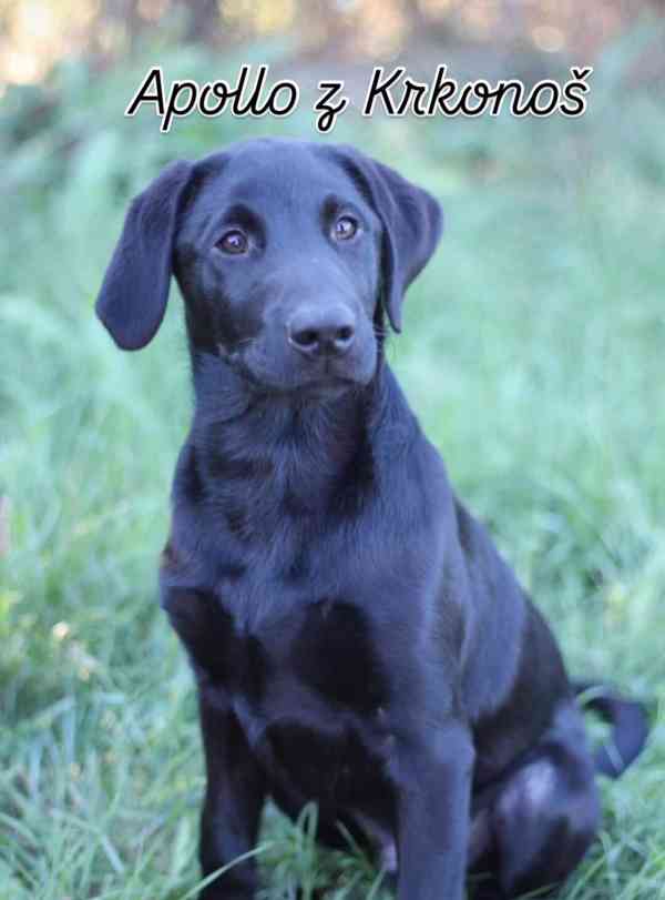 Labrador retrívr trial linie - foto 23