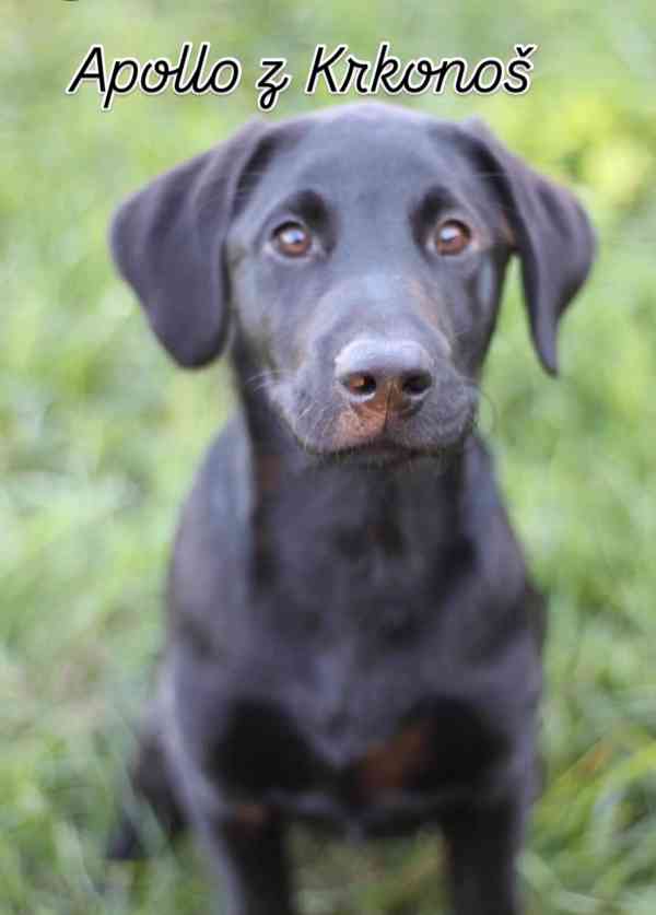 Labrador retrívr trial linie - foto 21