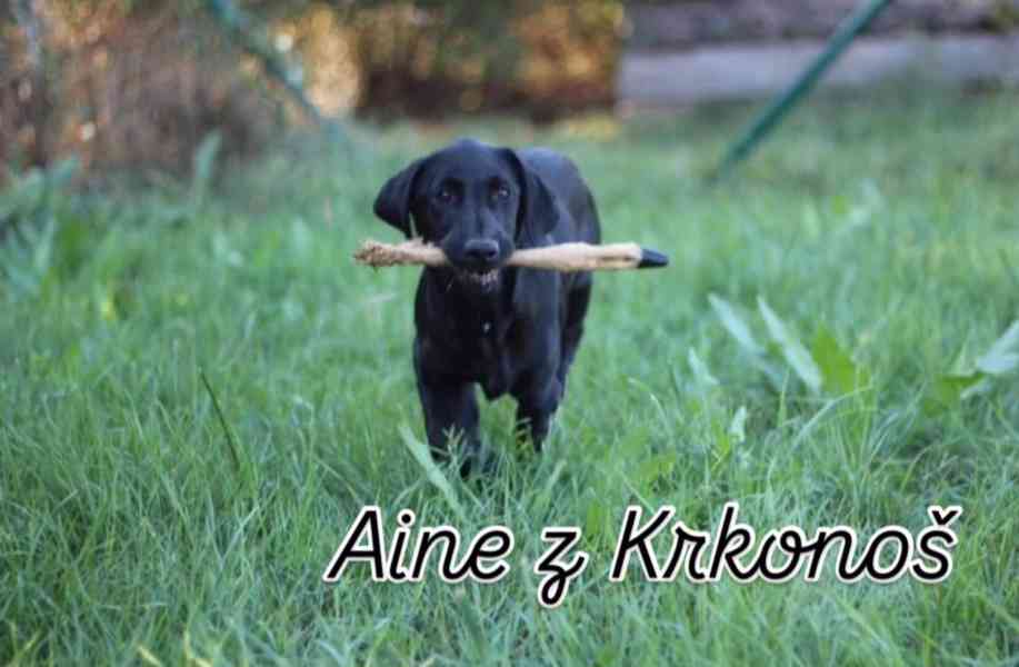 Labrador retrívr trial linie - foto 18
