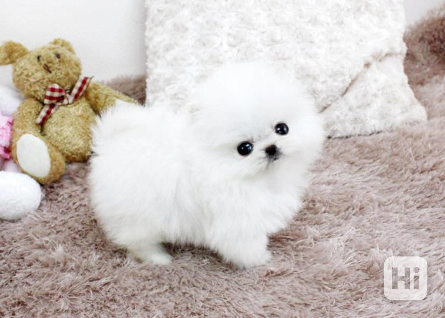 Prodám štěňátka německý špic trpasličí (pomeranian) - foto 1