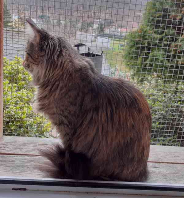 Dlouhosrstá mourovaná 2,5roční Mej Mej, - foto 5