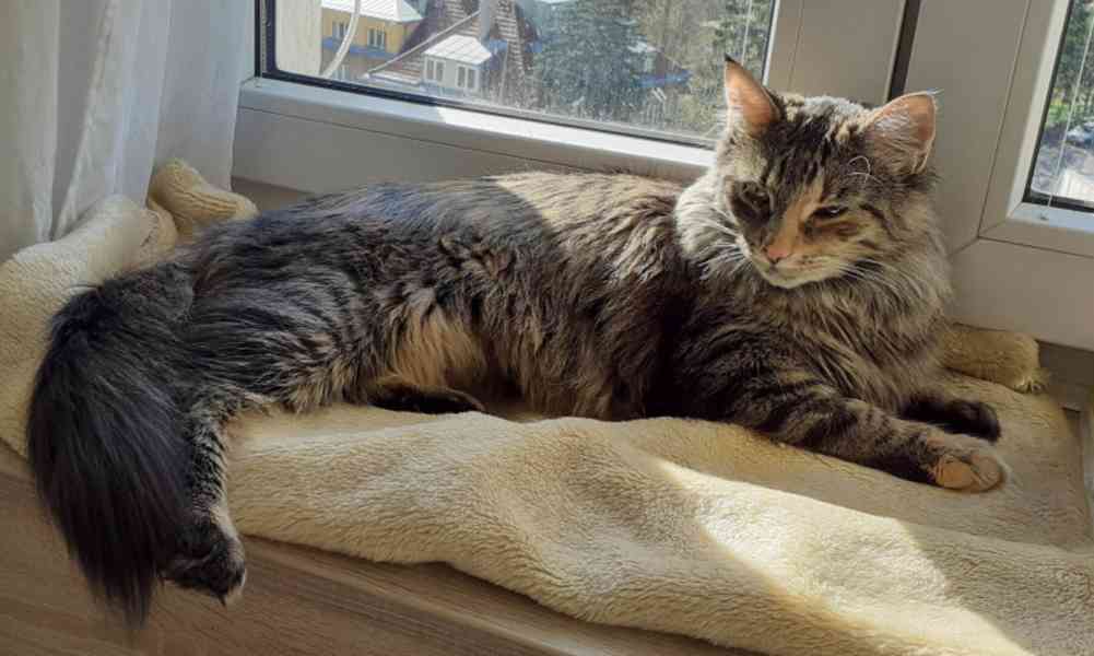 Dlouhosrstá mourovaná 2,5roční Mej Mej, - foto 4