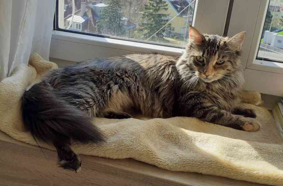 Dlouhosrstá mourovaná 2,5roční Mej Mej, - foto 2