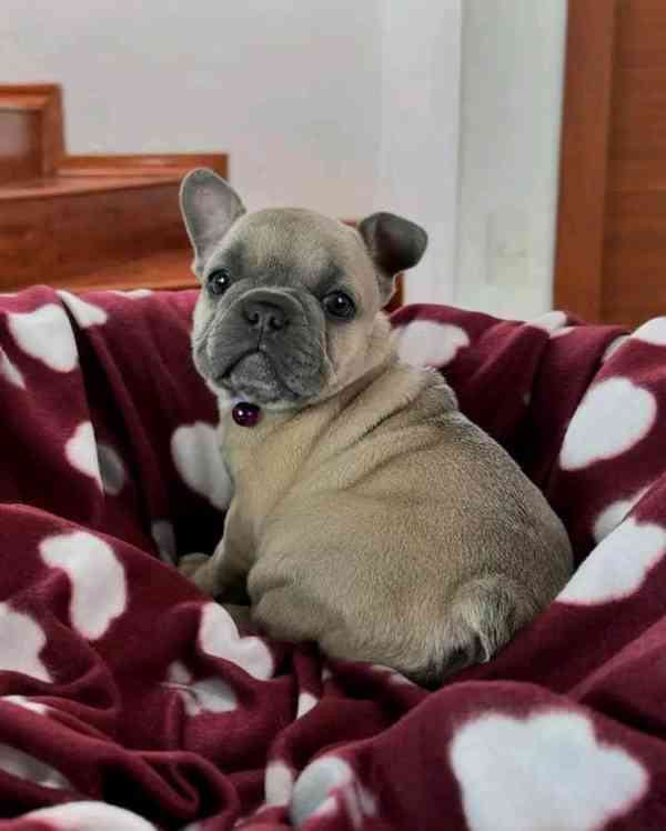 Štěňata francouzského buldočka k adopci - foto 4