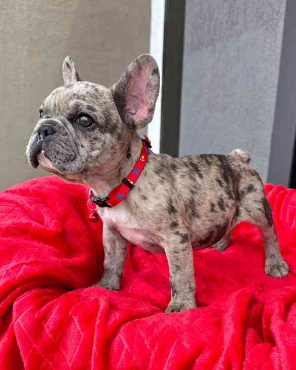 Štěňata francouzského buldočka k adopci - foto 2