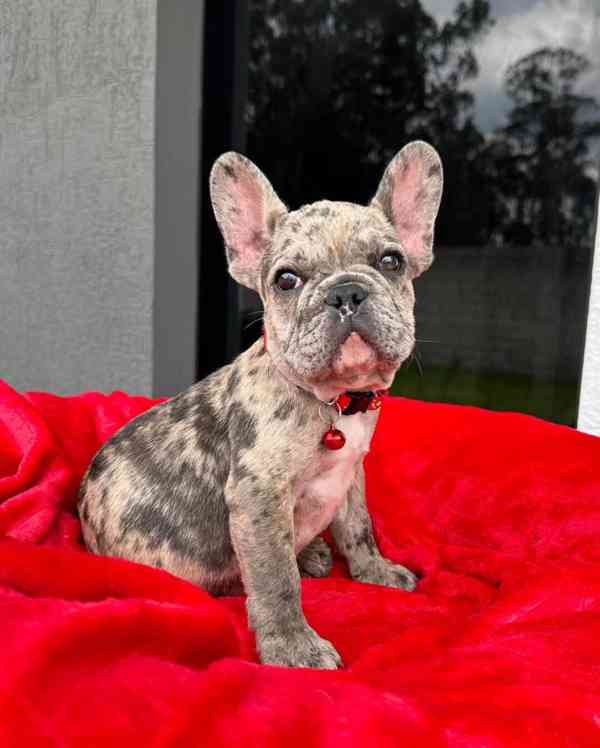 Štěňata francouzského buldočka k adopci - foto 1