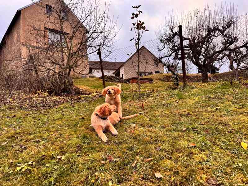 štěně hovawarta s PP - foto 2