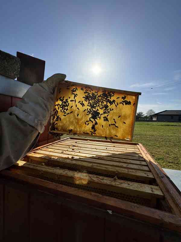 Med květový & Pastovaný & Medovicový přímo od včelaře - foto 5