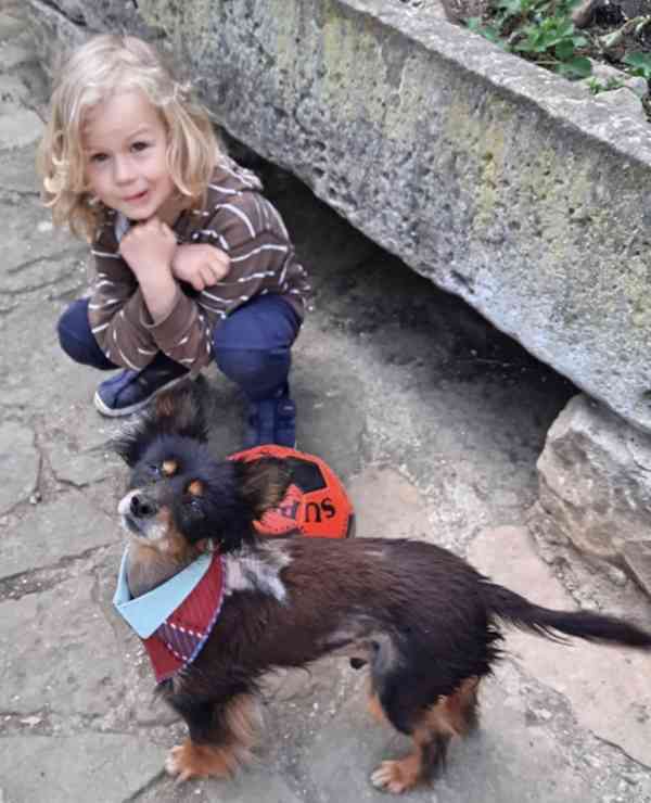 LUMÍK - 5 kg, kastrovaný psík 10 let  - foto 5