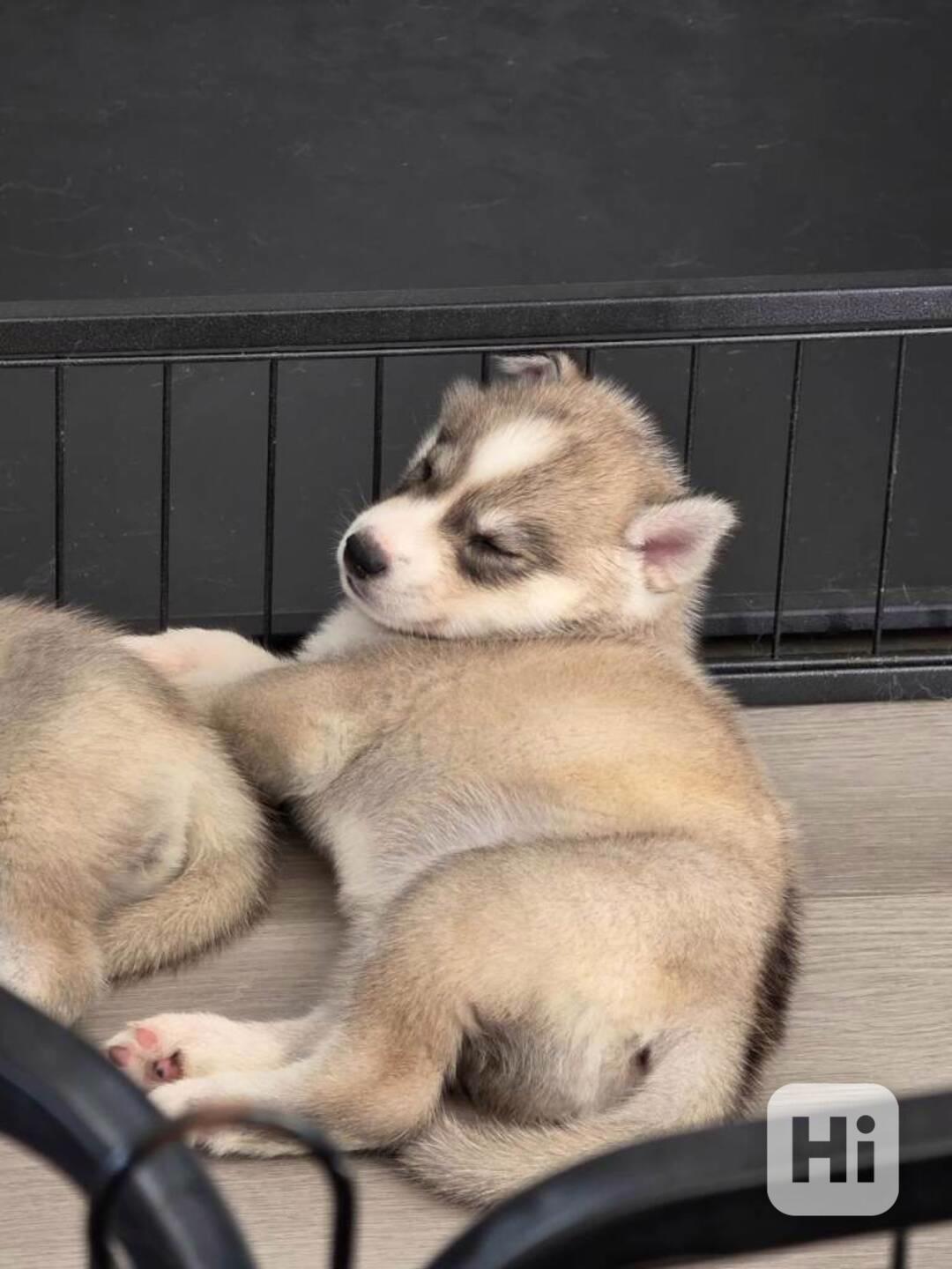 Sibiřský husky štěňata na prodej~ - foto 1
