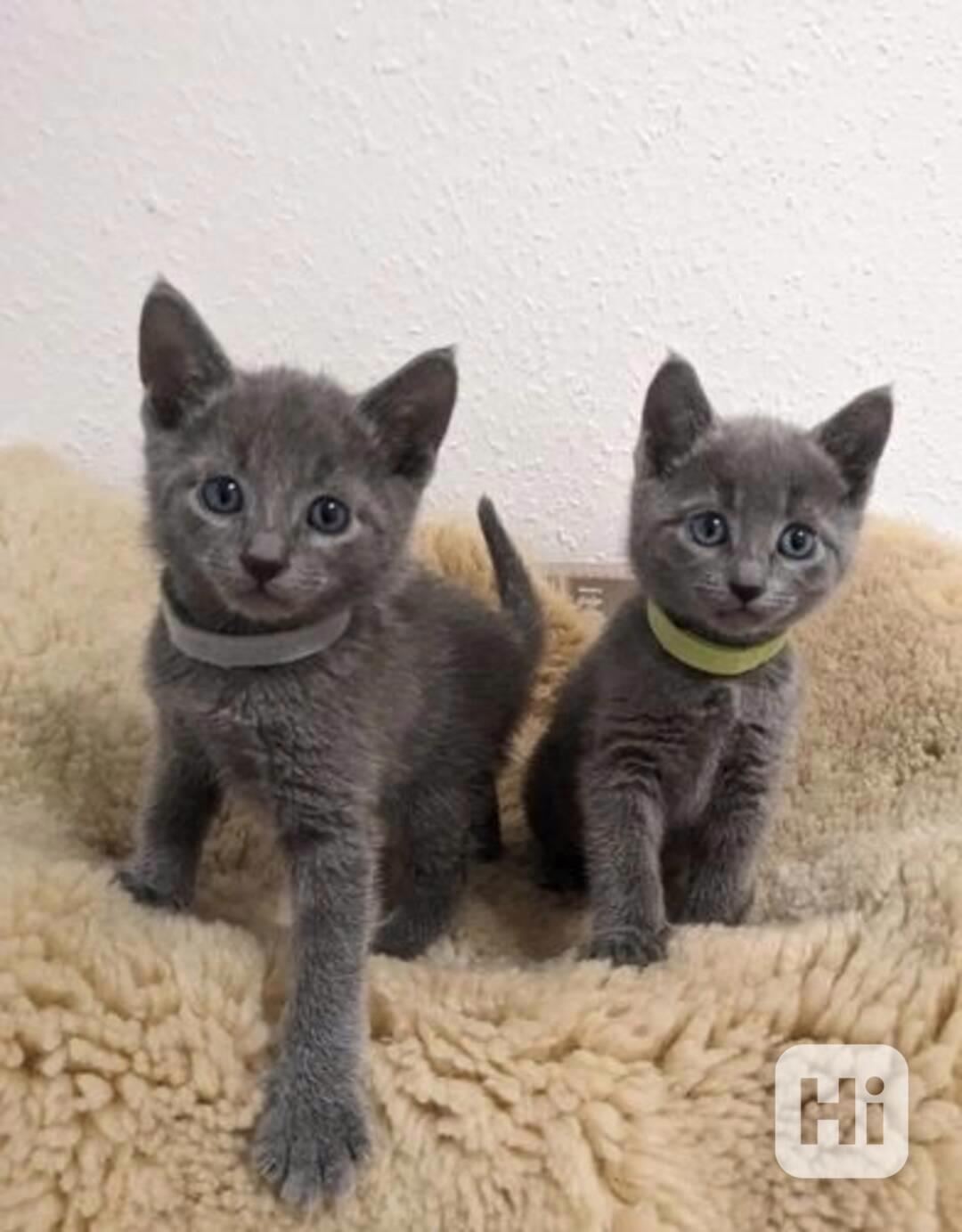Dvě zdravá koťata ruské modré plemene potřebují novou rodinu - foto 1