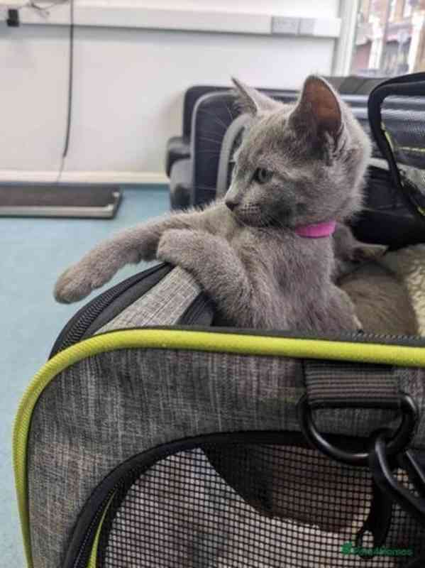 Dvě zdravá koťata ruské modré plemene potřebují novou rodinu - foto 2