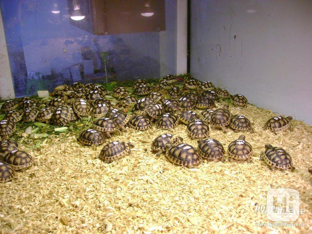 Prodám malé suchozemské želvy včetně vybavených terártií - foto 1