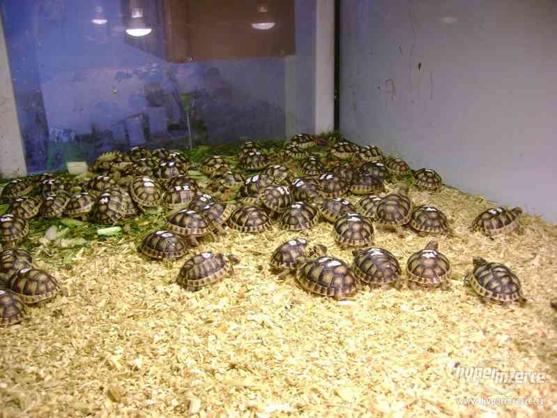 Prodám malé suchozemské želvy včetně vybavených terártií - foto 1