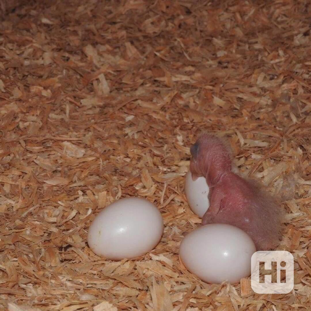 Papoušci a papouščí vejce - foto 1