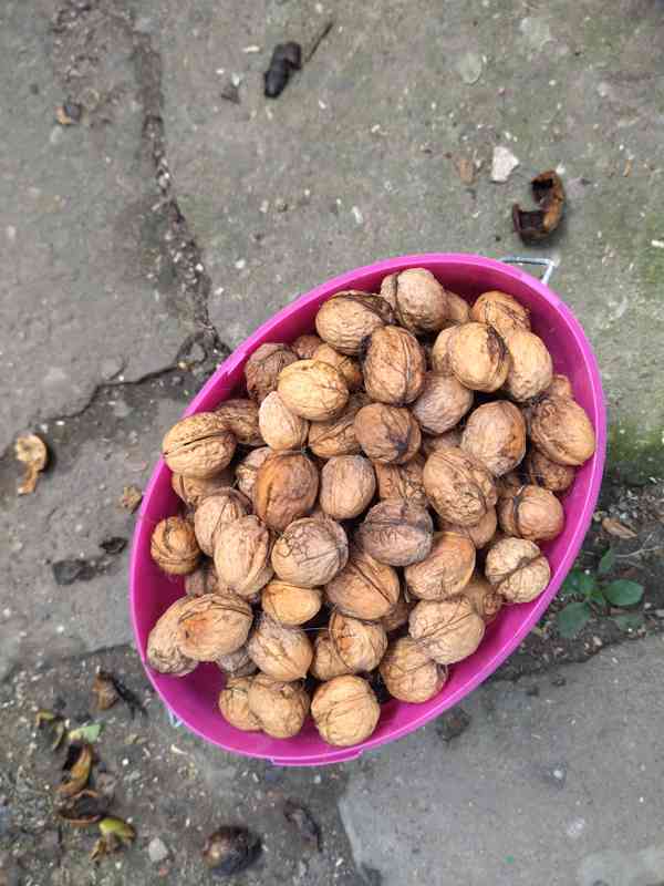 Vlašské ořechy  - foto 1