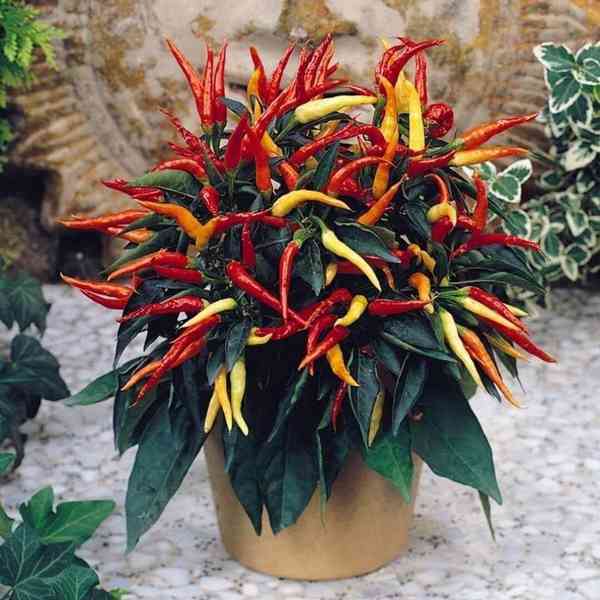 Sazenice Chilli Patio Fire - foto 1