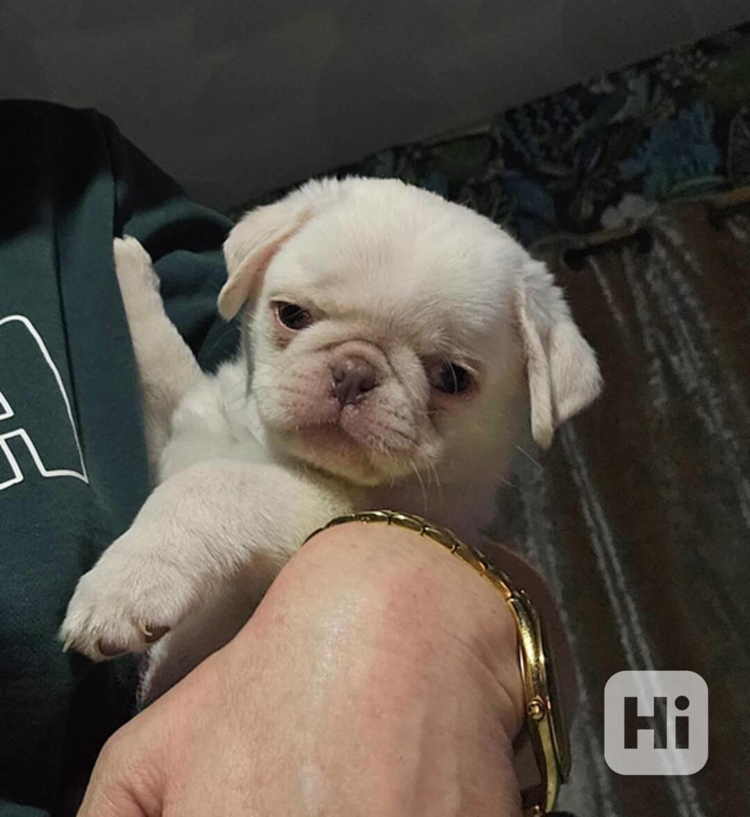 Štěňata bílého mops - foto 1