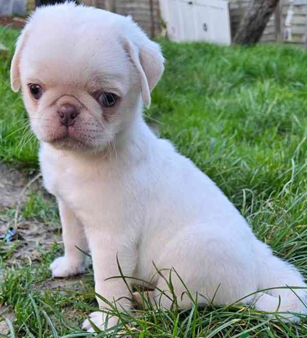 Štěňata bílého mops - foto 2