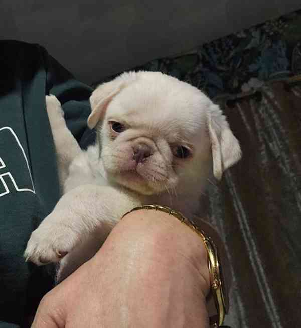 Štěňata bílého mops - foto 1