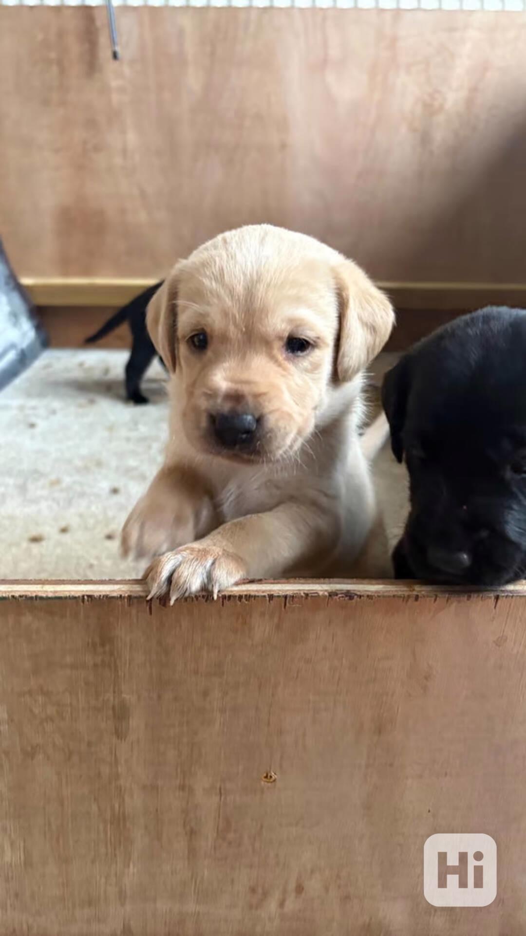 Labradorský retrívr fenka+pejsek ihned k odběru - foto 1