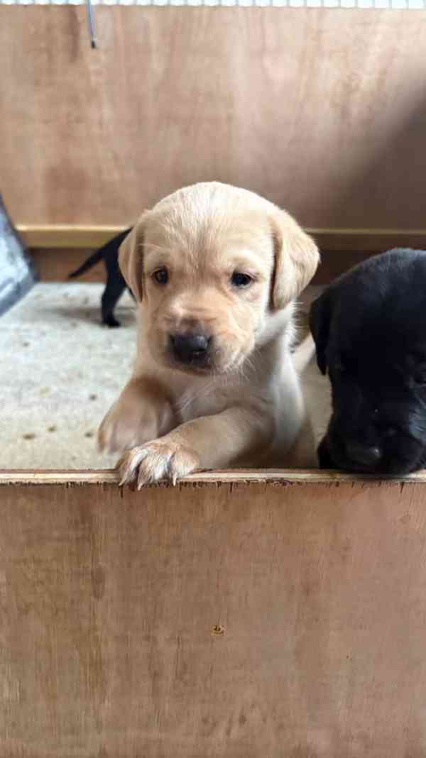 Labradorský retrívr fenka+pejsek ihned k odběru - foto 1