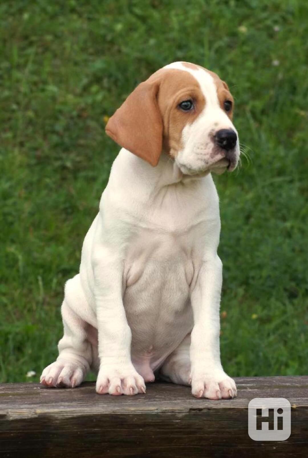 Pointer - pejsek s PP - foto 1