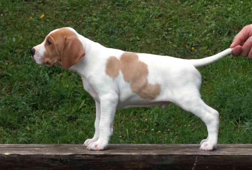 Pointer - pejsek s PP - foto 2