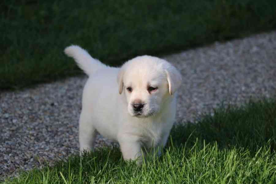 Domů vyškolené Labrador Retriever štěňata