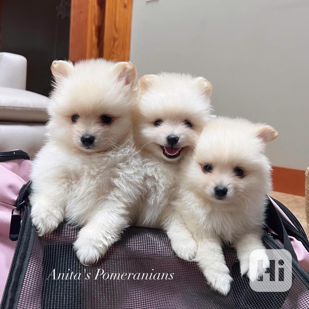 Štěňata pomeranského ovčáka - foto 1