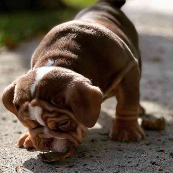 Registrovaná štěňata anglického buldoka