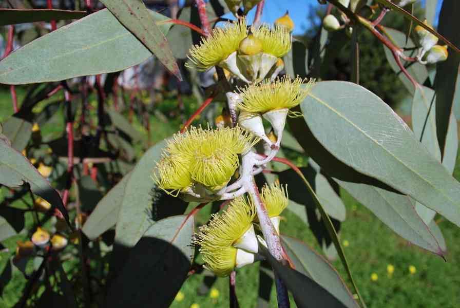 semena Eucalyptus citriodora - foto 1