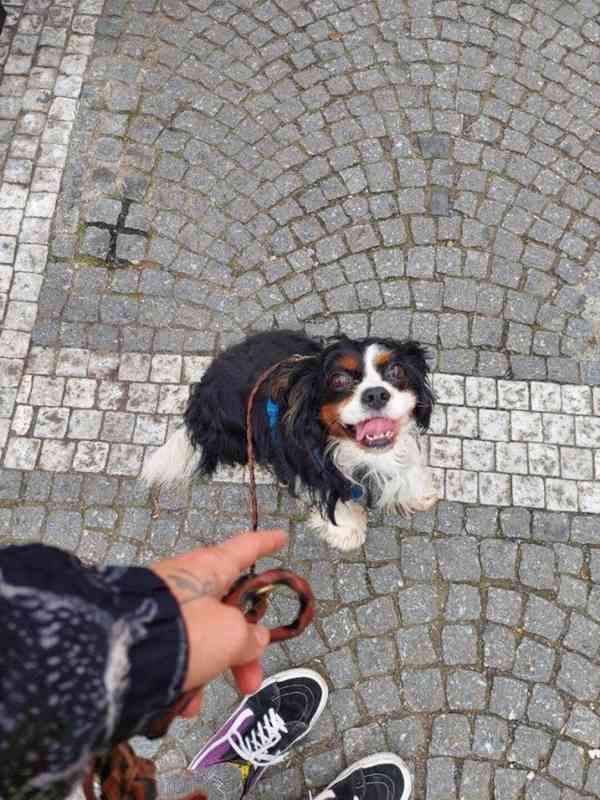 Matýsek z útulku Voříškov - foto 2
