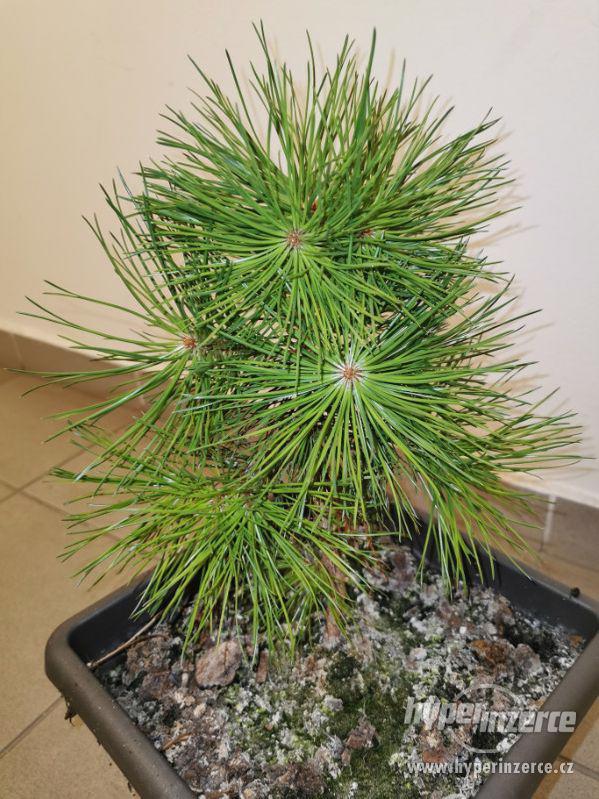 Pinus Sylvestris Aurea - Borovice lesní - 20 cm - foto 1
