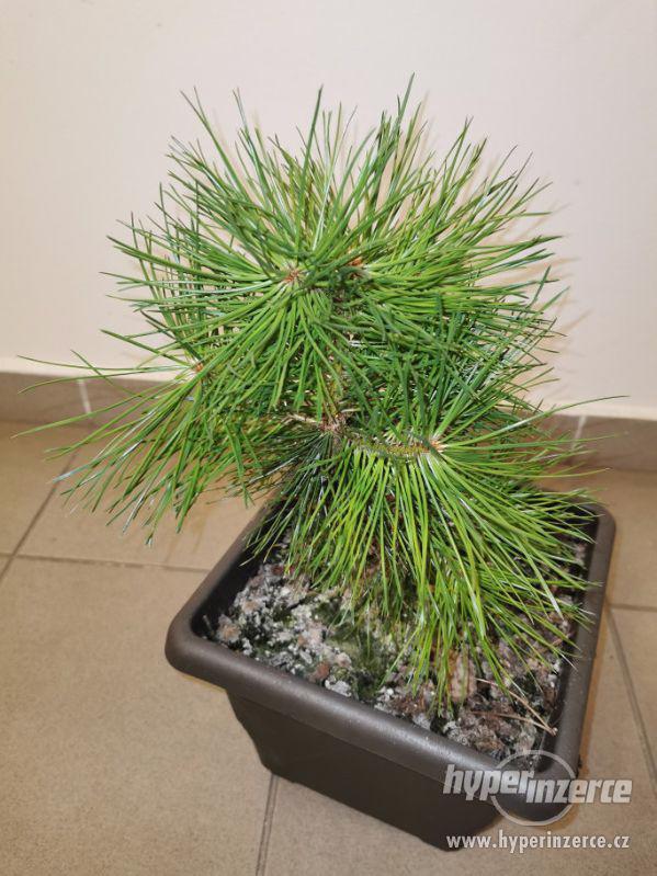 Pinus Sylvestris Aurea - Borovice lesní - 20 cm - foto 2