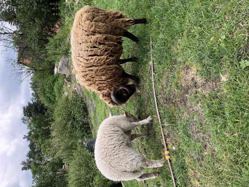 Quessanske ovce - foto 2