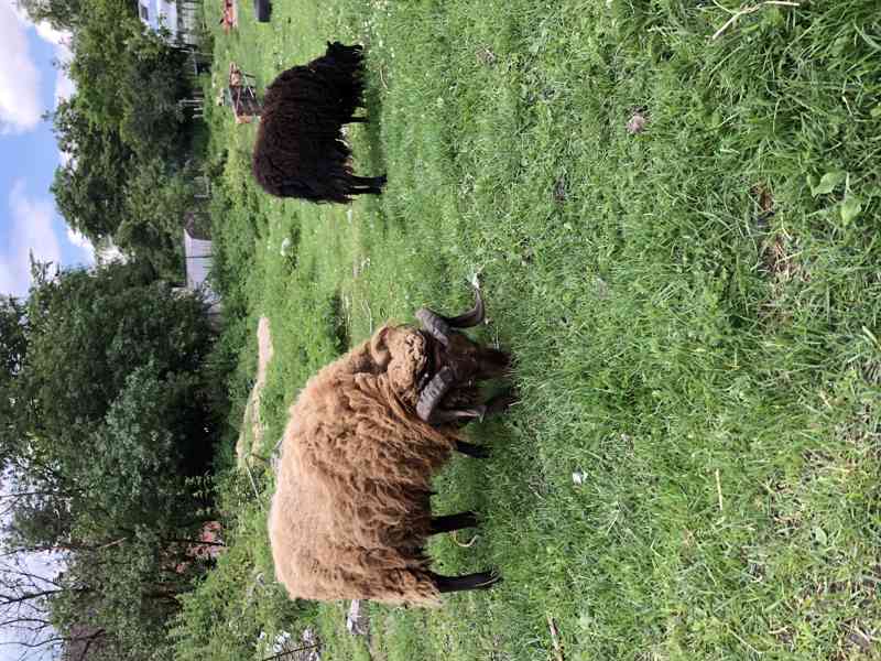 Quessanske ovce - foto 1