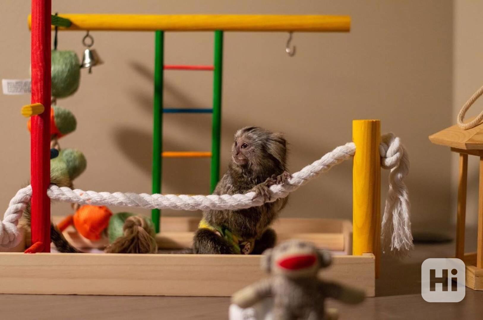 4měsíční samice kosmana - foto 1