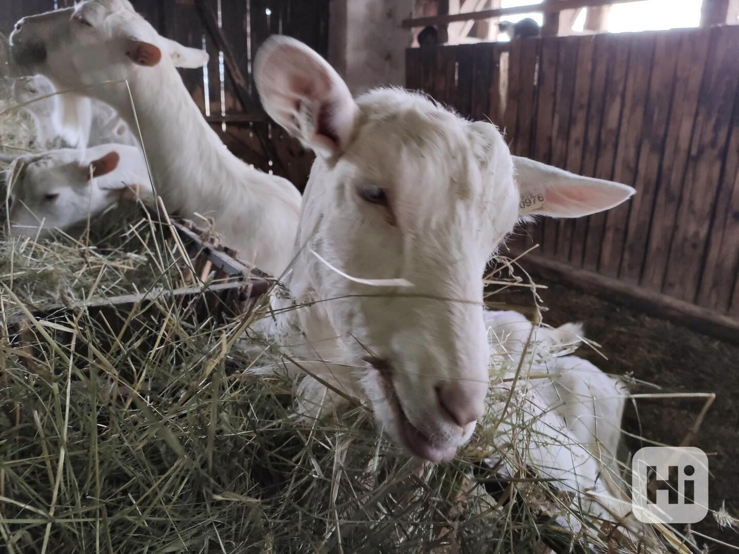 BIO CHOV PLEMENNÝCH KOZ VČETNĚ ŠPIČKOVÉ TECHNOLOGIE NA VÝROB - foto 1