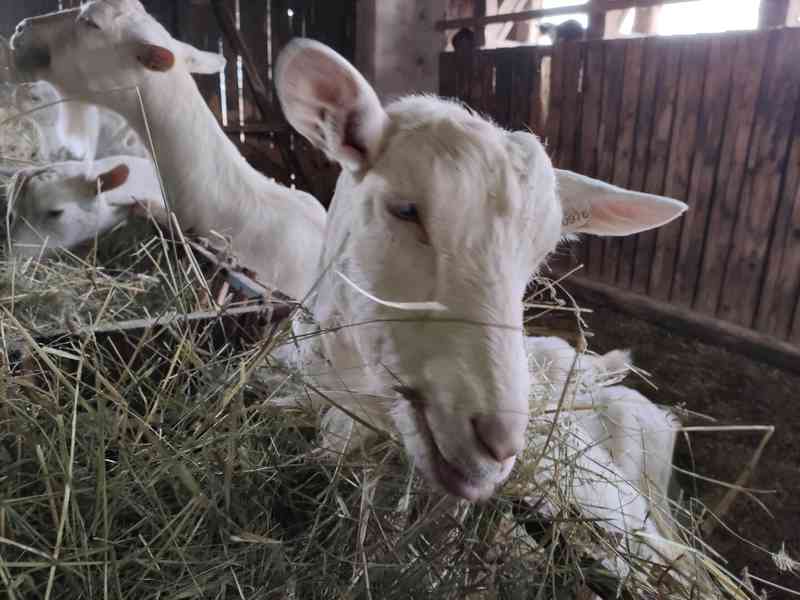 BIO CHOV PLEMENNÝCH KOZ VČETNĚ ŠPIČKOVÉ TECHNOLOGIE NA VÝROB - foto 1