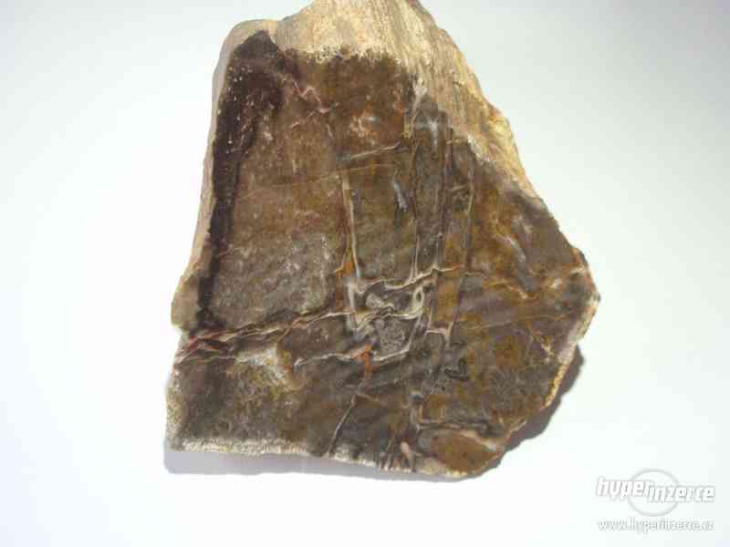Zkamenělé dřevo - foto 1