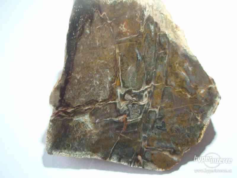 Zkamenělé dřevo - foto 6