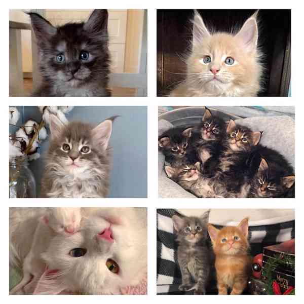 6 ohromující Mainská mývalí koťata na prodej