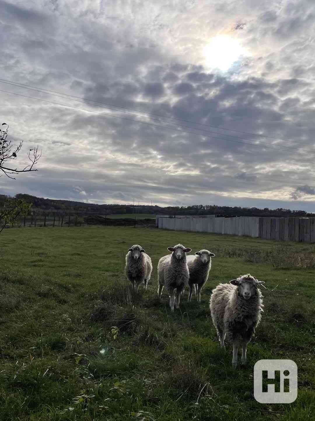 ovce - foto 1