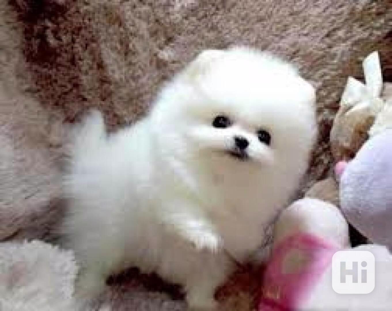 Roztomilý pes a fenka Teacup Pomeranian štěňata na prodej Kr - foto 1