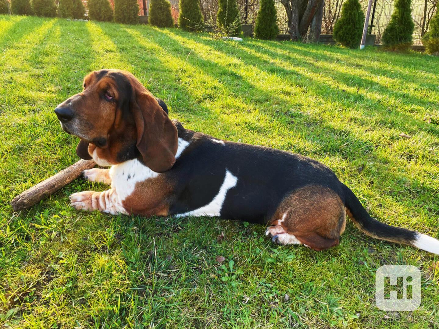 Basset Hound - foto 1