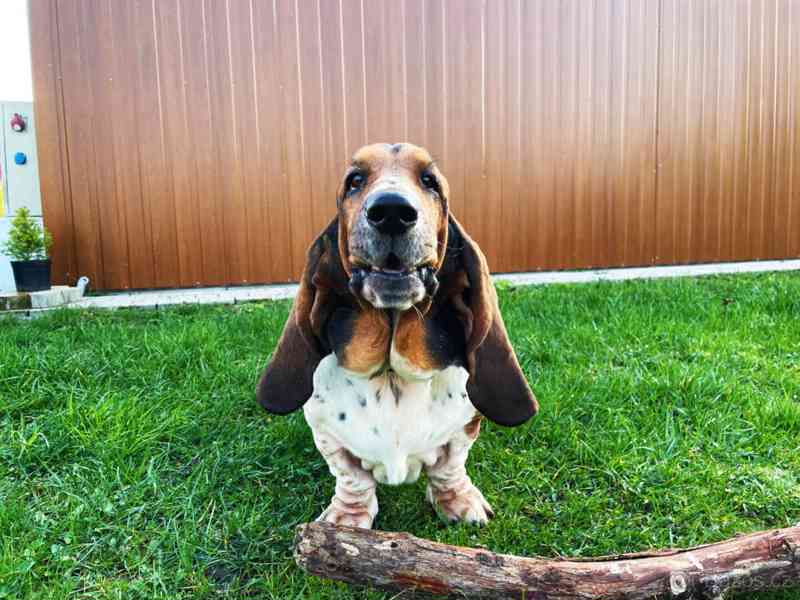 Basset Hound - foto 2